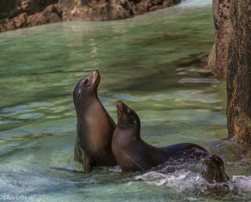 Bronx Zoo Robben
