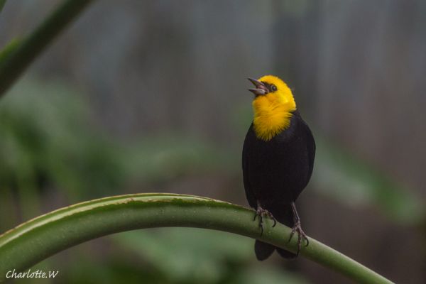Bronx Zoo Vogel 4
