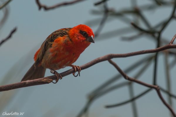 Bronx Zoo Vogel rot

