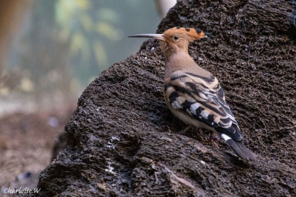 Bronx Zoo Wiedehopf
