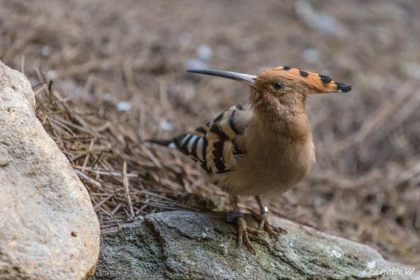 Bronx Zoo Wiedehopf
