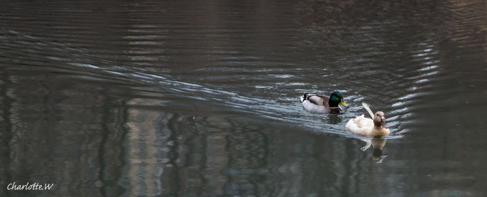 Enten Central Park
