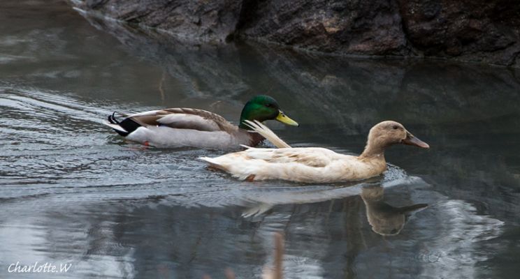 Enten Central Park
