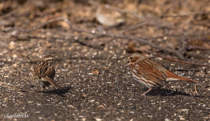 CP Fox Sparrow
