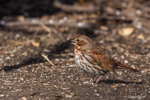 CP Fox Sparrow
