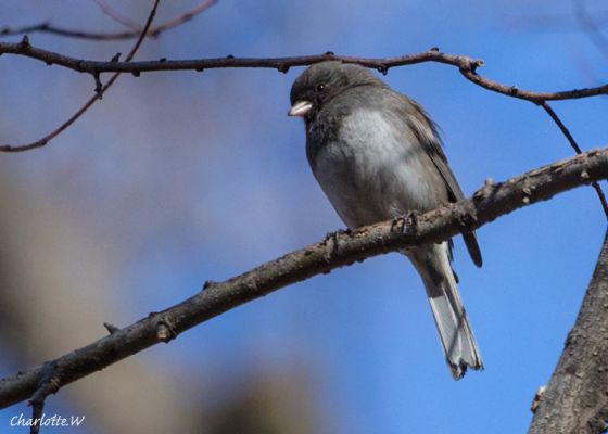 Junco
