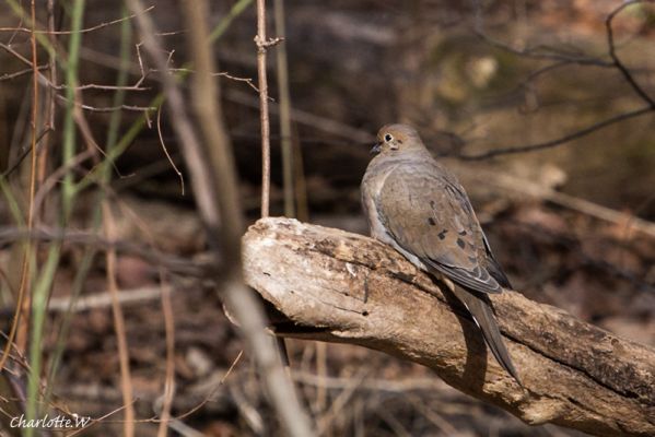 CP Mourning Dove

