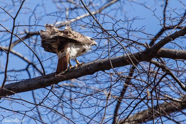 Red Tailed Hawk
