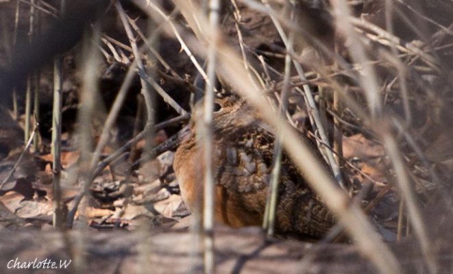 Woodcock
