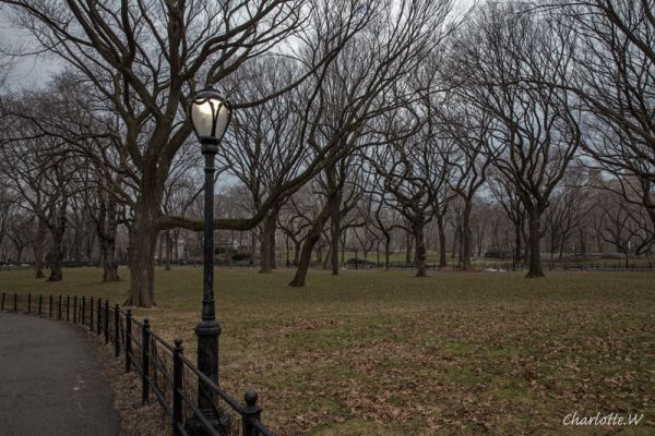 CentralParkAmericanElmLamp

