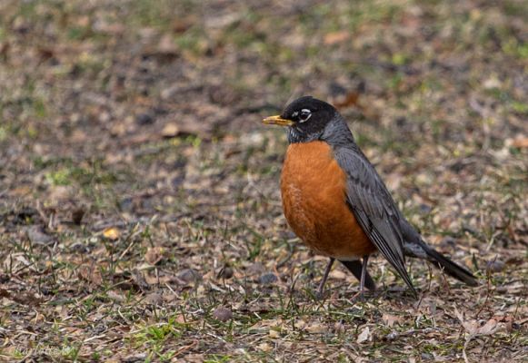 Central Park Robin
