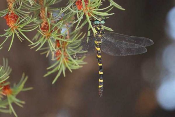IMG_5585.jpg