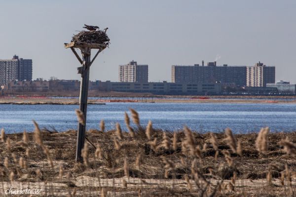 JBW Osprey Nest
