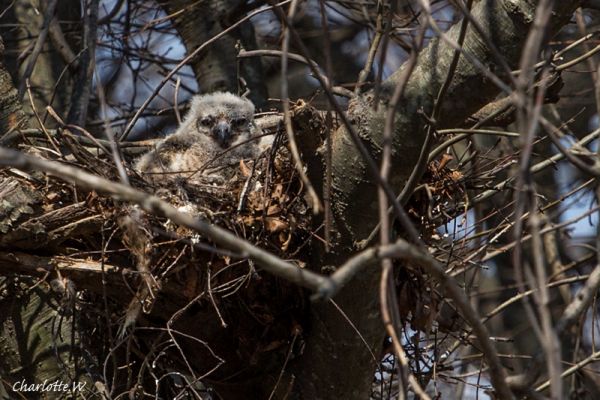 JBW-Great Horned Owl
