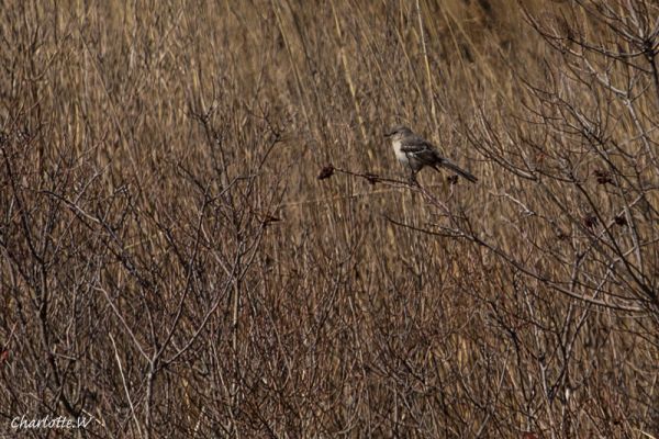 JBW Mockingbird
