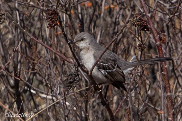 JBW Mockingbird
