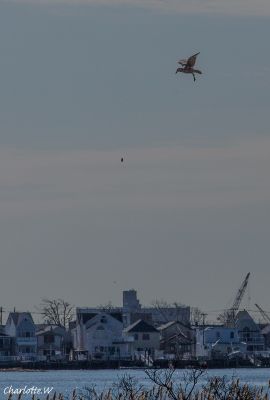 JBW Möwe
