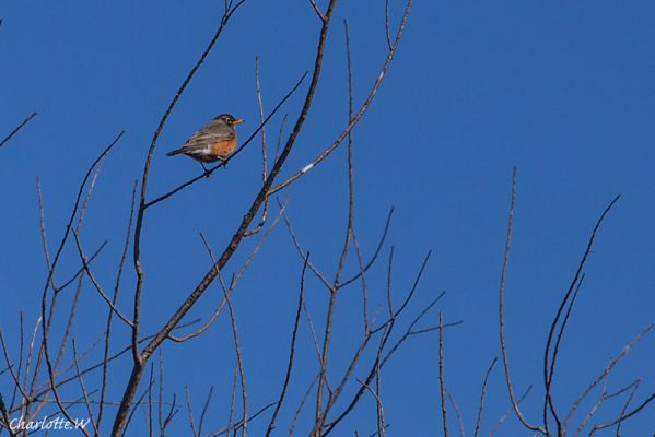 JBW Robin
