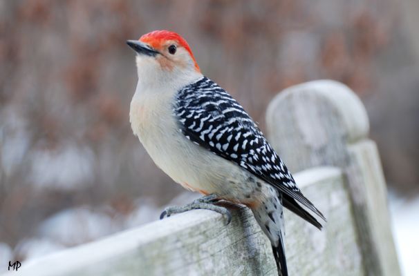 RedBelliedWoodpecker
Bild von MP
