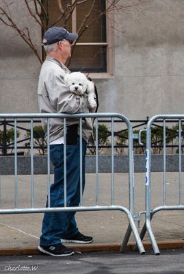 StP Zuschauer Dog
