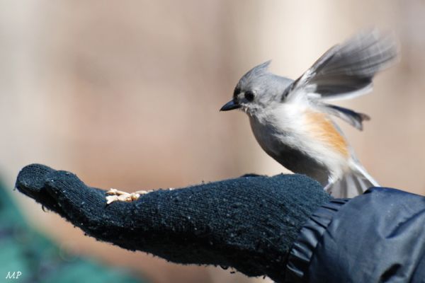 Titmouse MP
