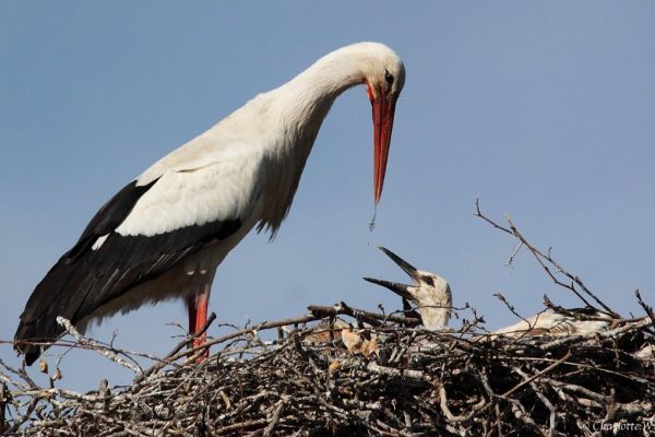 Wilder Storch im Zoo
