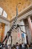 AMNH-EingangshalleSaurier_8950-F.jpg