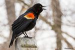 RedWingedBlackbird
