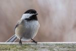 Chickadee