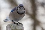 Bluejay