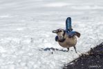 Blue Jay