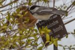 Chickadee