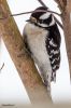 Downy Woodpecker