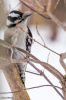 Downy Woodpecker