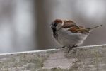 Spatz