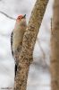 Red Bellied Woodpecker