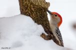 RedBelliedWoodpecker