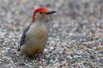 RedBelliedWoodpecker