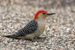 RedBelliedWoodpecker