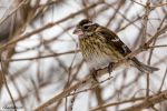 RoseBreastedGrosbeak
