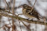 RoseBreastedGrosbeak