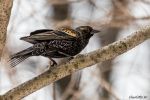 RedWingedBlackbird