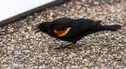 RedWingedBlackbird