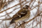 RoseBreastedGrosbeak
