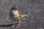 Bird-WhiteThroatedSparrow_0056_F.jpg