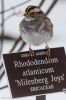 White Throated Sparrow