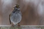 White Throated Sparrow