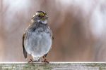 White Throated Sparrow