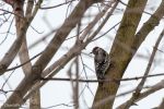 Yellow Bellied Sapsucker