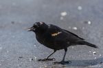 Birds-RWBlackbird_0037_F.jpg